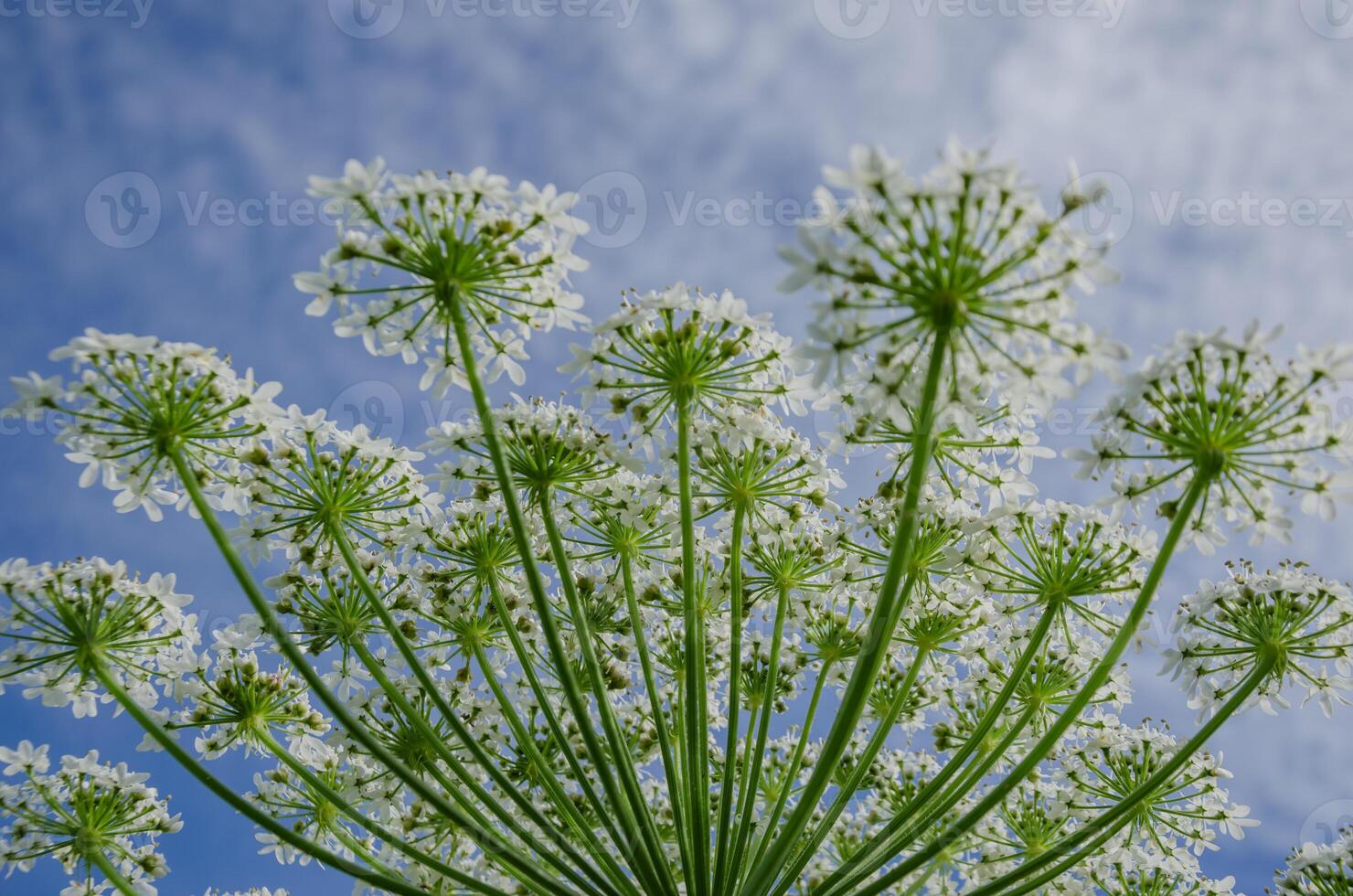 hogweed plant Heracleum umbelliferous against a blue sky, inflorescences pointing upwards. High quality photo