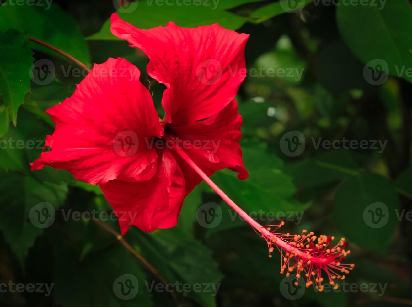 hibiscus flower has red petal color. Hibiscus flower in the garden. hibiscus flower has latin named hibiscus rosa-sinensis. hibiscus flower from malvaceae family photo