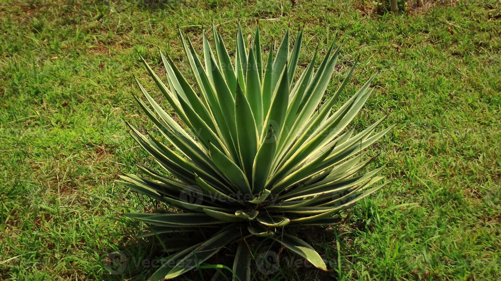 Agave angustifolia grow in the garden. Agave angustifolia has sharp leaf. agave angustifolia from Asparagaceae family. agave angustifolia has green and yellow color photo