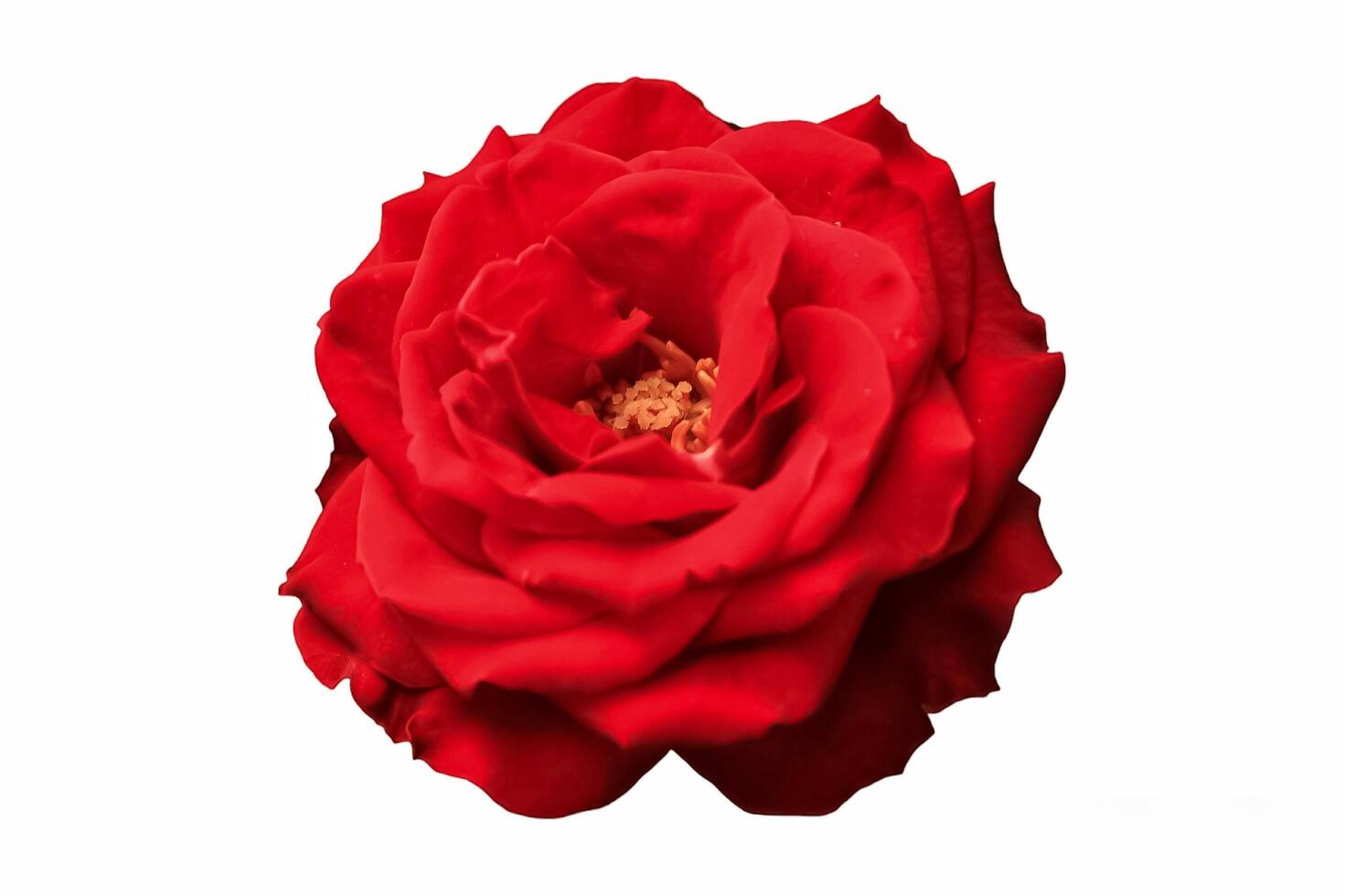 red rose flower isolated on white background. red rose flower has botanical name rosa from rosaceae family. red rose flower has red petal and yellow pistil photo