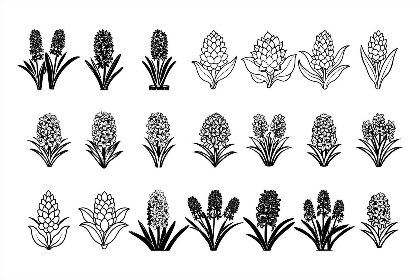 The Vibrant Beauty of Hyacinth Flowers vector