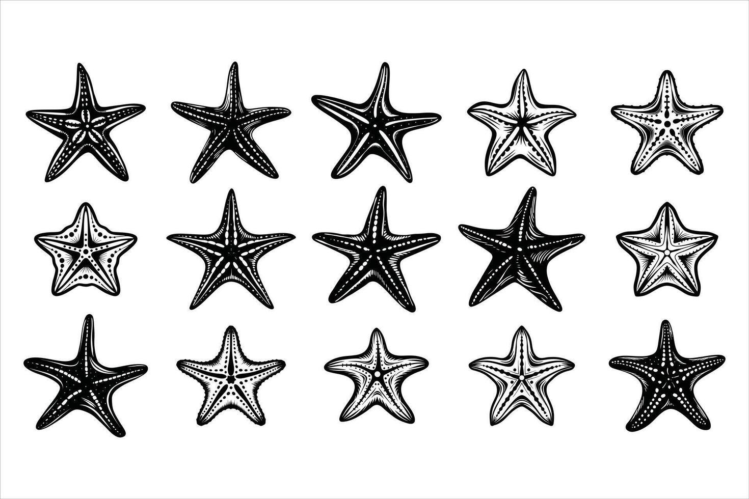 The Unique Anatomy of a Starfish vector