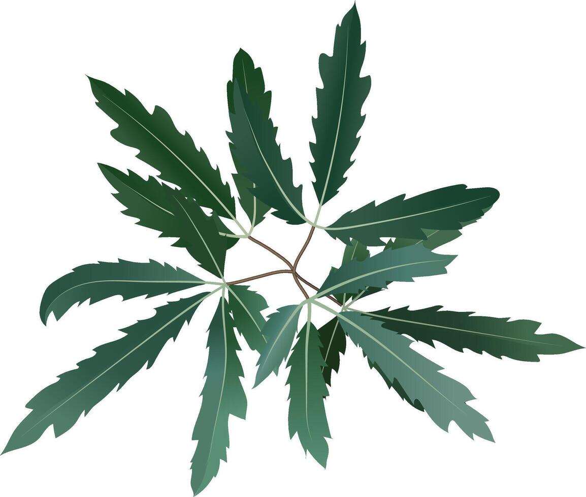 Green pinnate leaves growing gracefully on a slender brown branch, isolated against a crisp white background, offering a striking yet elegant botanical illustration full of life vector