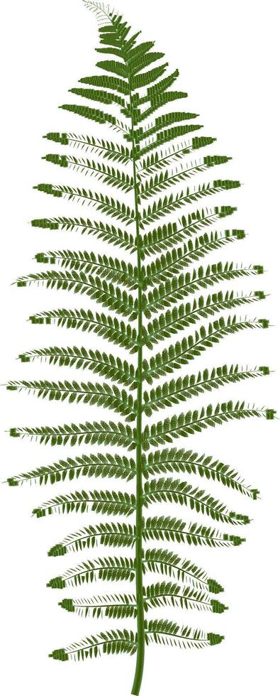 Illustration of a green fern leaf with many small leaves growing on a central stem, creating a delicate and intricate pattern against a clean white backdrop, perfect for nature inspired designs vector