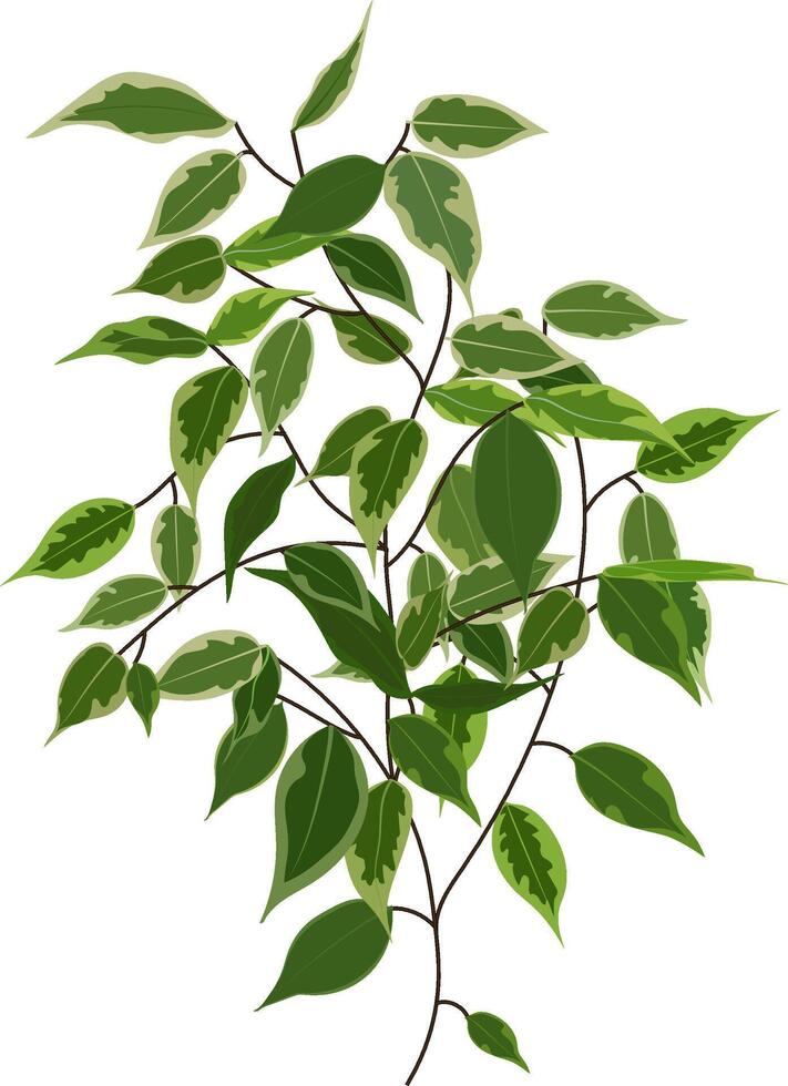 Green and white variegated leaves flourishing on ficus benjamina branches against a clean white background, creating a fresh, vibrant atmosphere that embodies natural beauty and tranquility vector