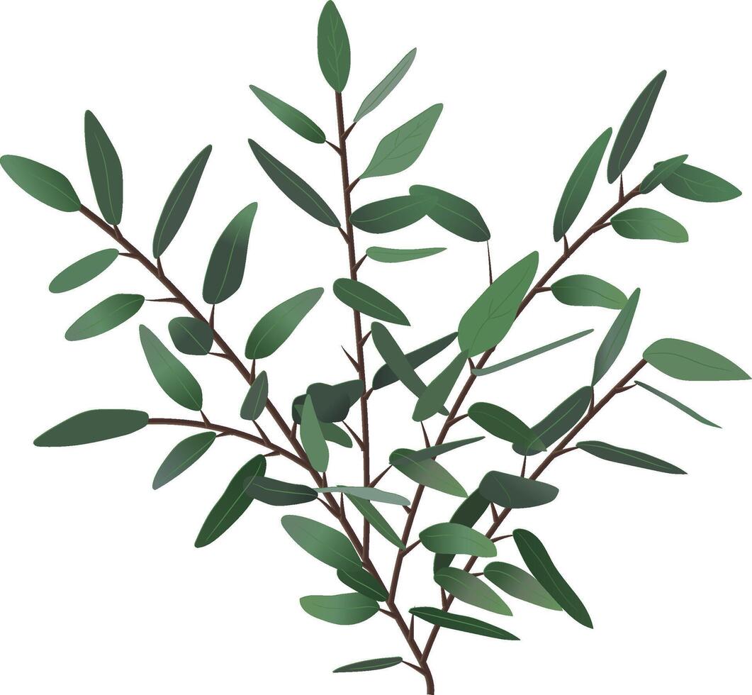 Eucalyptus branches growing with vibrant green leaves against a clean white background, offering a fresh and natural touch to botanical illustration, emphasizing organic beauty and simplicity vector