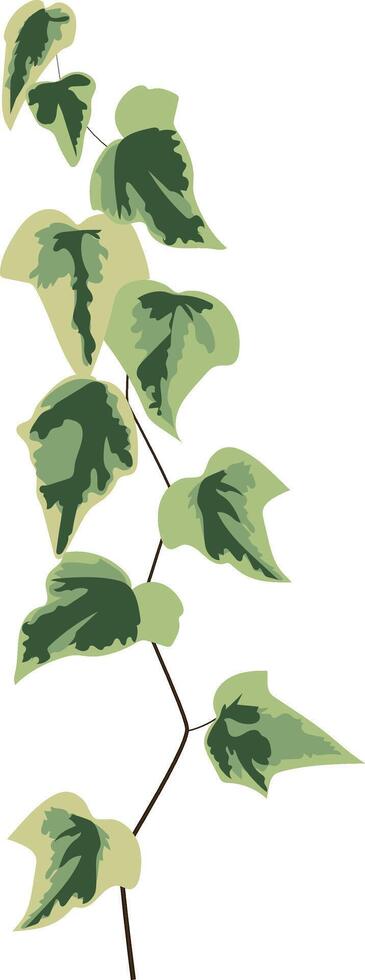 Single ivy strand extending gracefully, variegated leaves blending deep and light green hues against a pristine white backdrop, creating an elegant botanical illustration vector