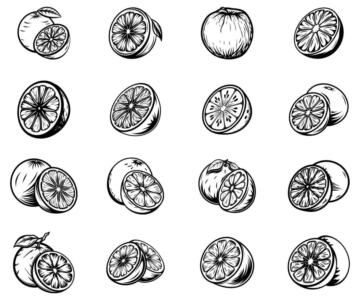 Grapefruit and Its Role in Weight Loss and Detoxing vector