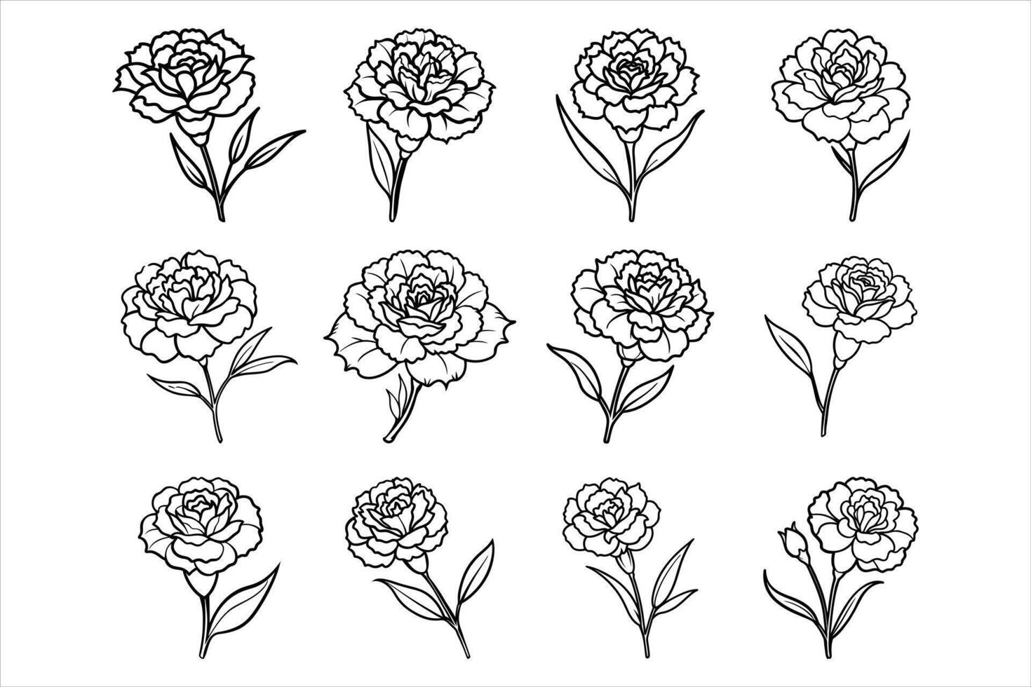 Beautiful carnation flower in full bloom vector