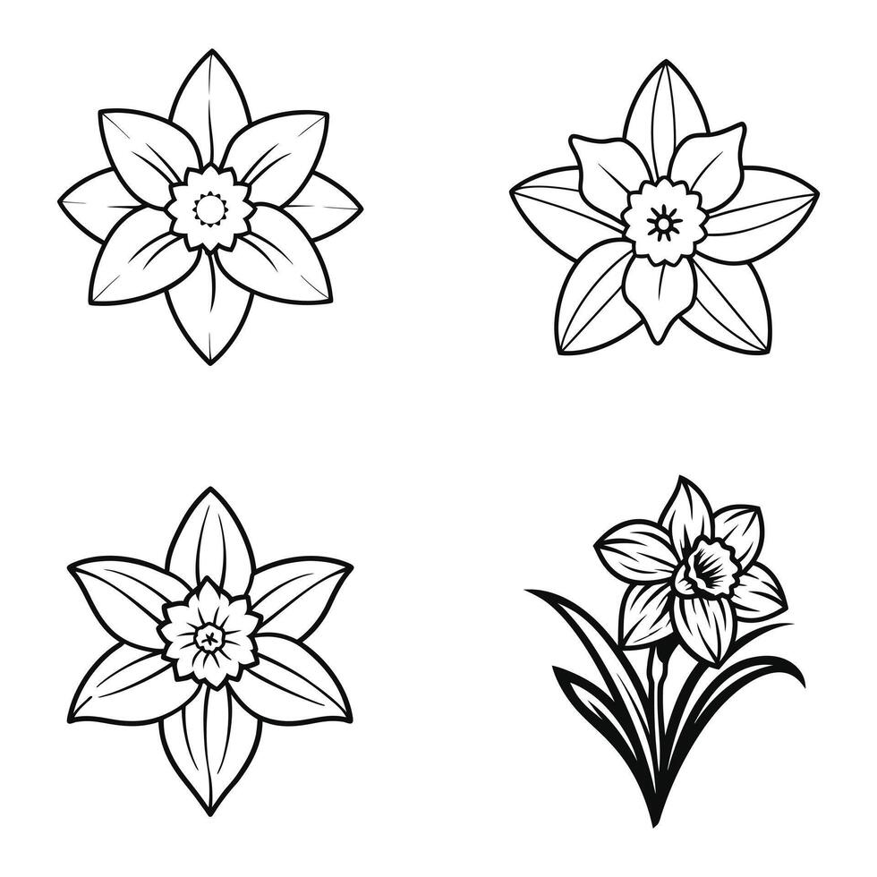 Daffodil Blooms of Spring vector