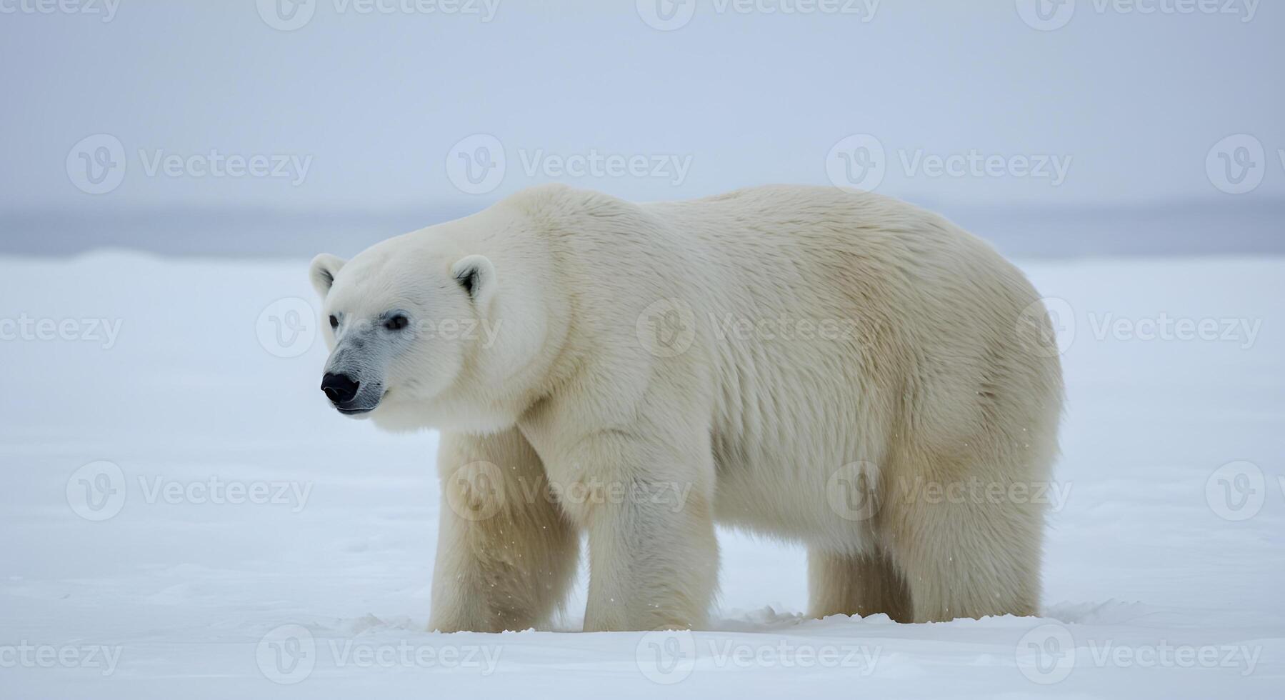 Polar bear on drift ice edge with snow and water in Norway sea. photo