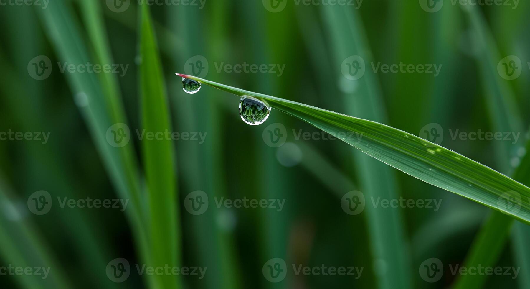 Large water droplets in beautiful shine on green leaves in the sunlight. Macro photography is a beautiful. Artistic image of the purity of nature. photo