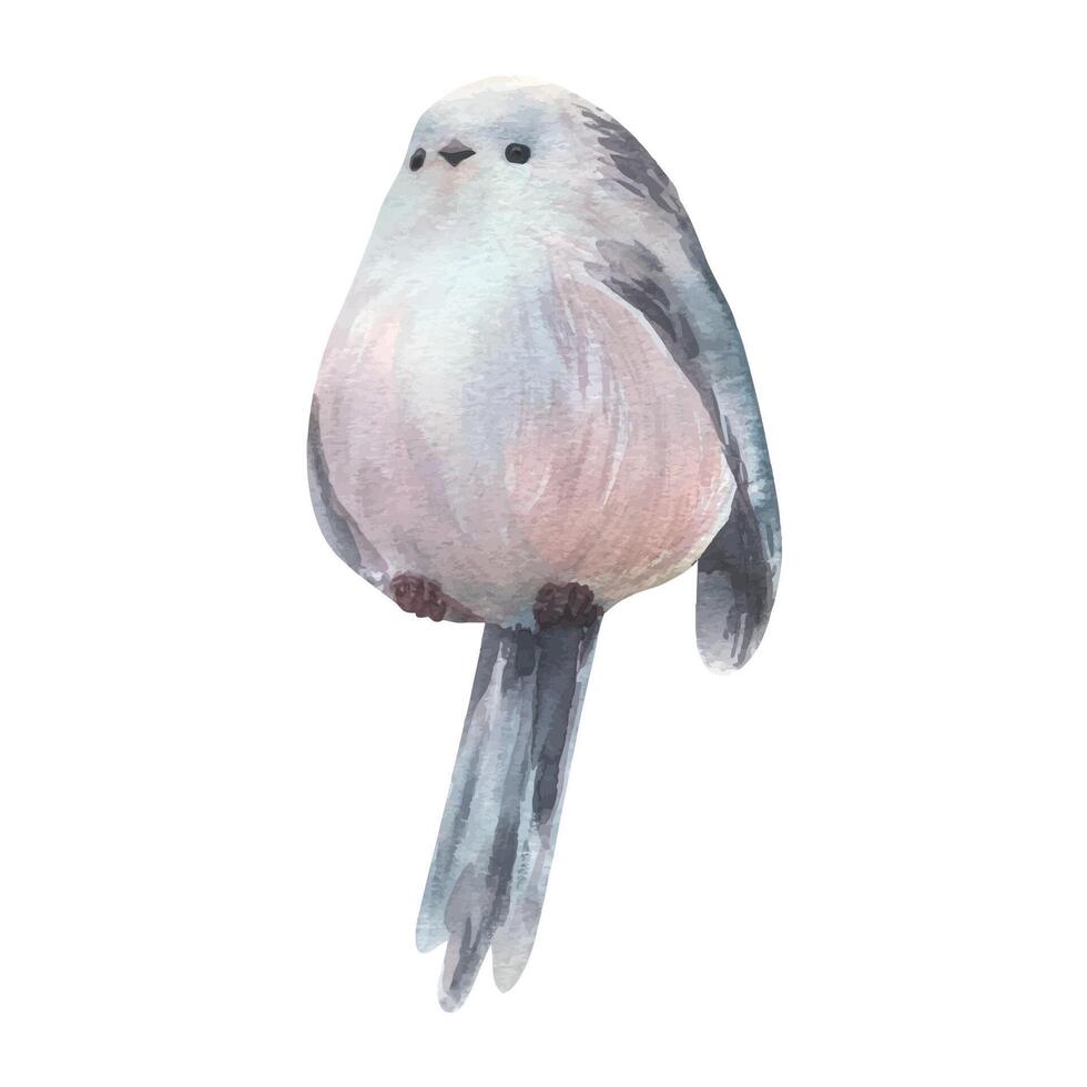 Long-tailed tit, bird three-quarters gray with black feathers, very cute, funny, realistic. Watercolor illustration hand-drawn. Separate element isolated from the background. vector