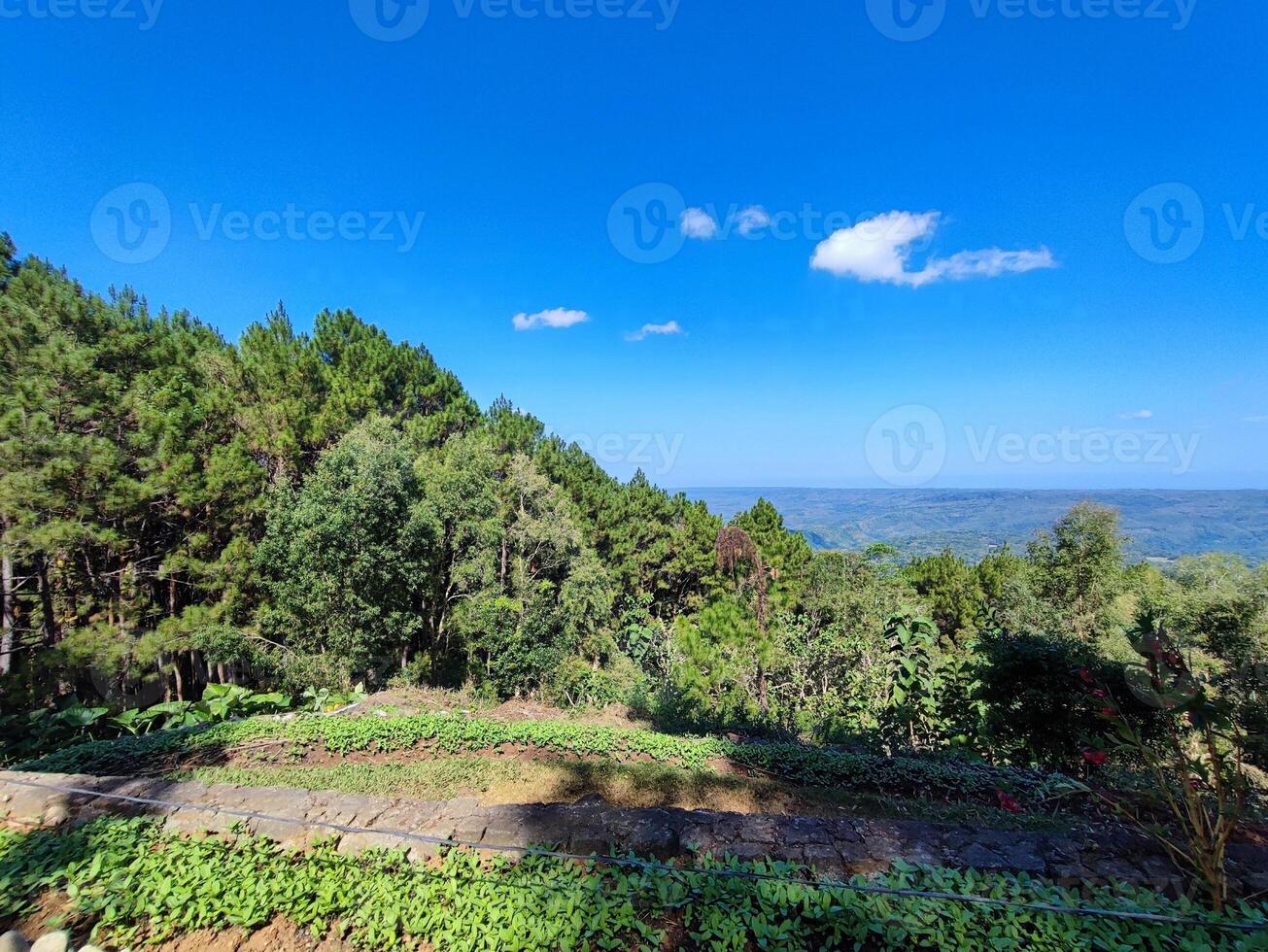 Scenic view of a lush green forest under a clear blue sky on a bright summer day photo