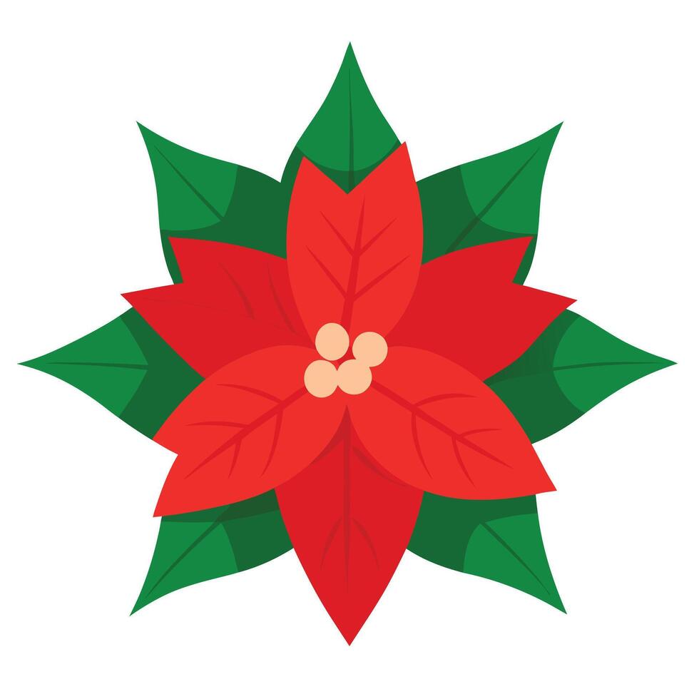 Red Poinsettia Flower with Green Leaves, Round Center on White Background vector