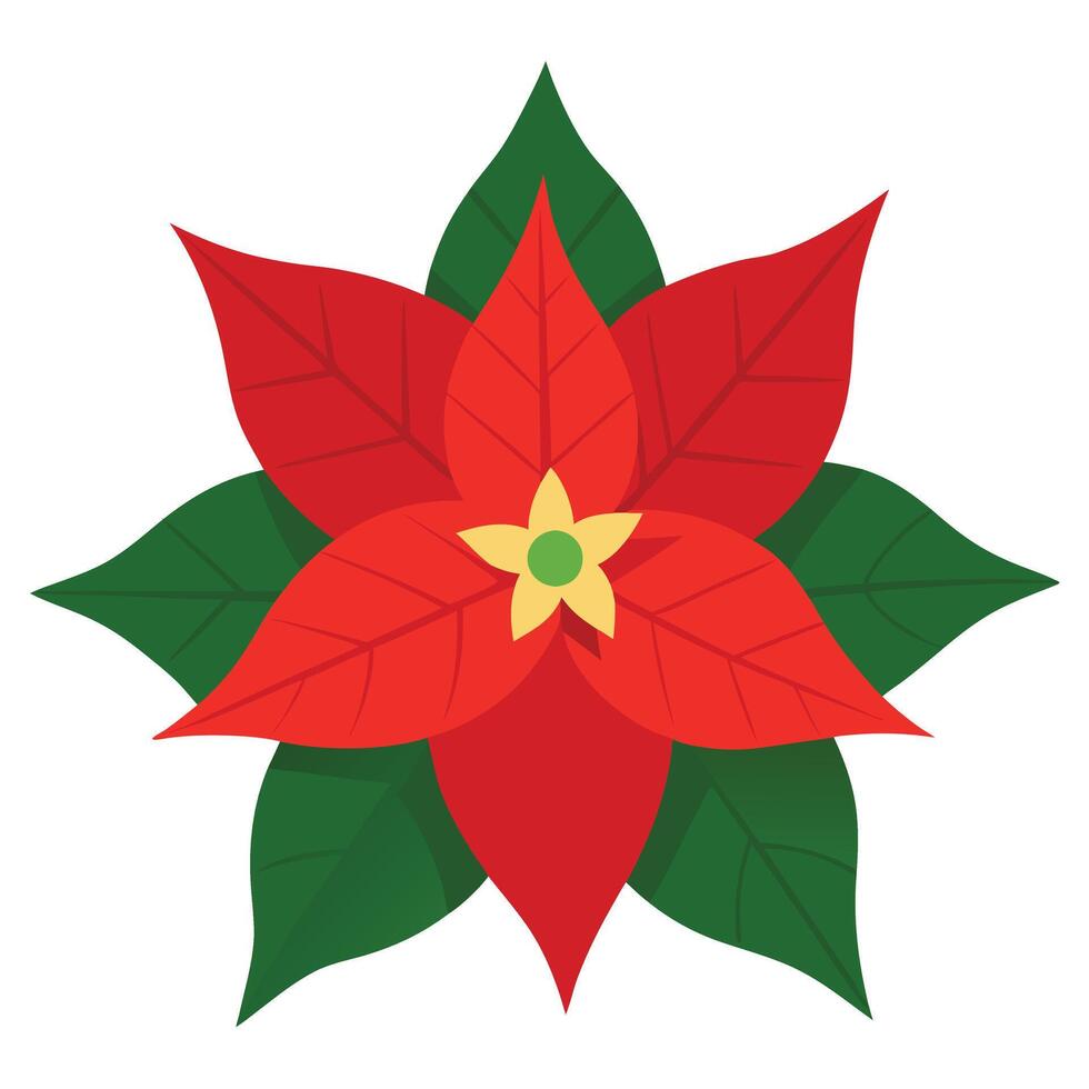 Poinsettia Flower with Red Petals and Green Leaves on a White Background Design vector