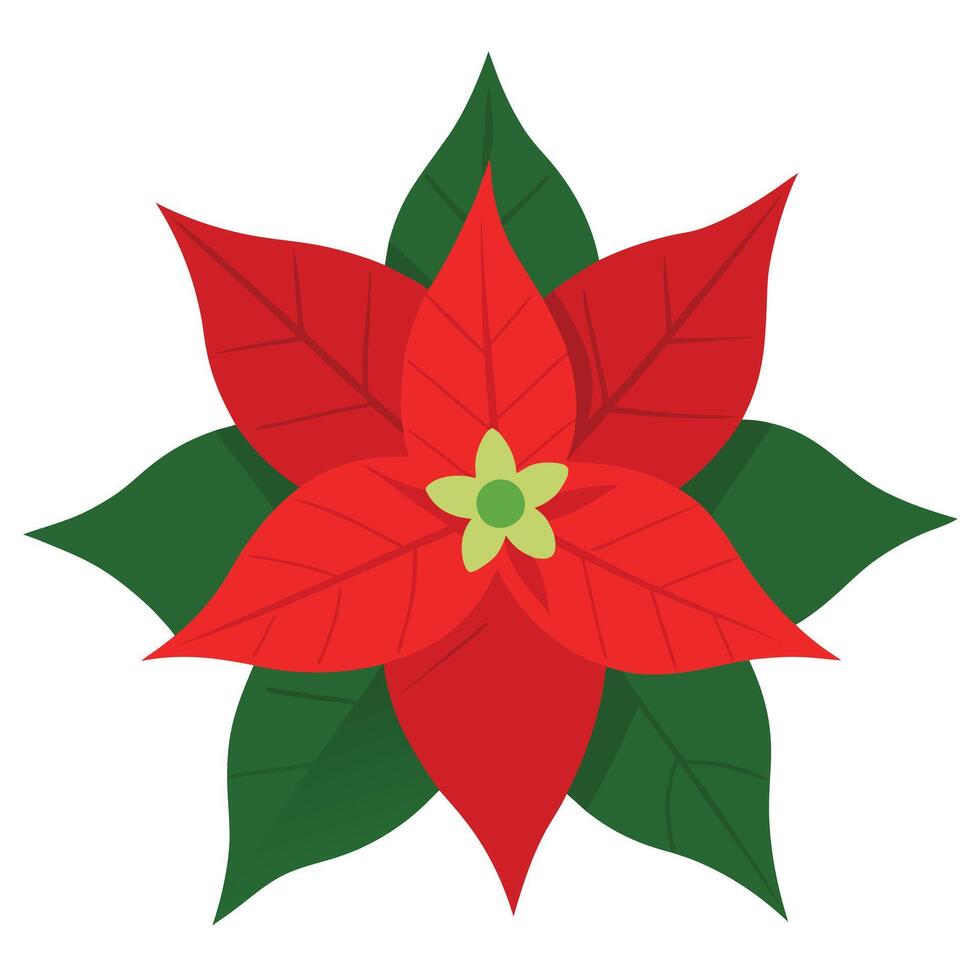 Poinsettia Flower with Red Petals and Green Leaves on White Background vector