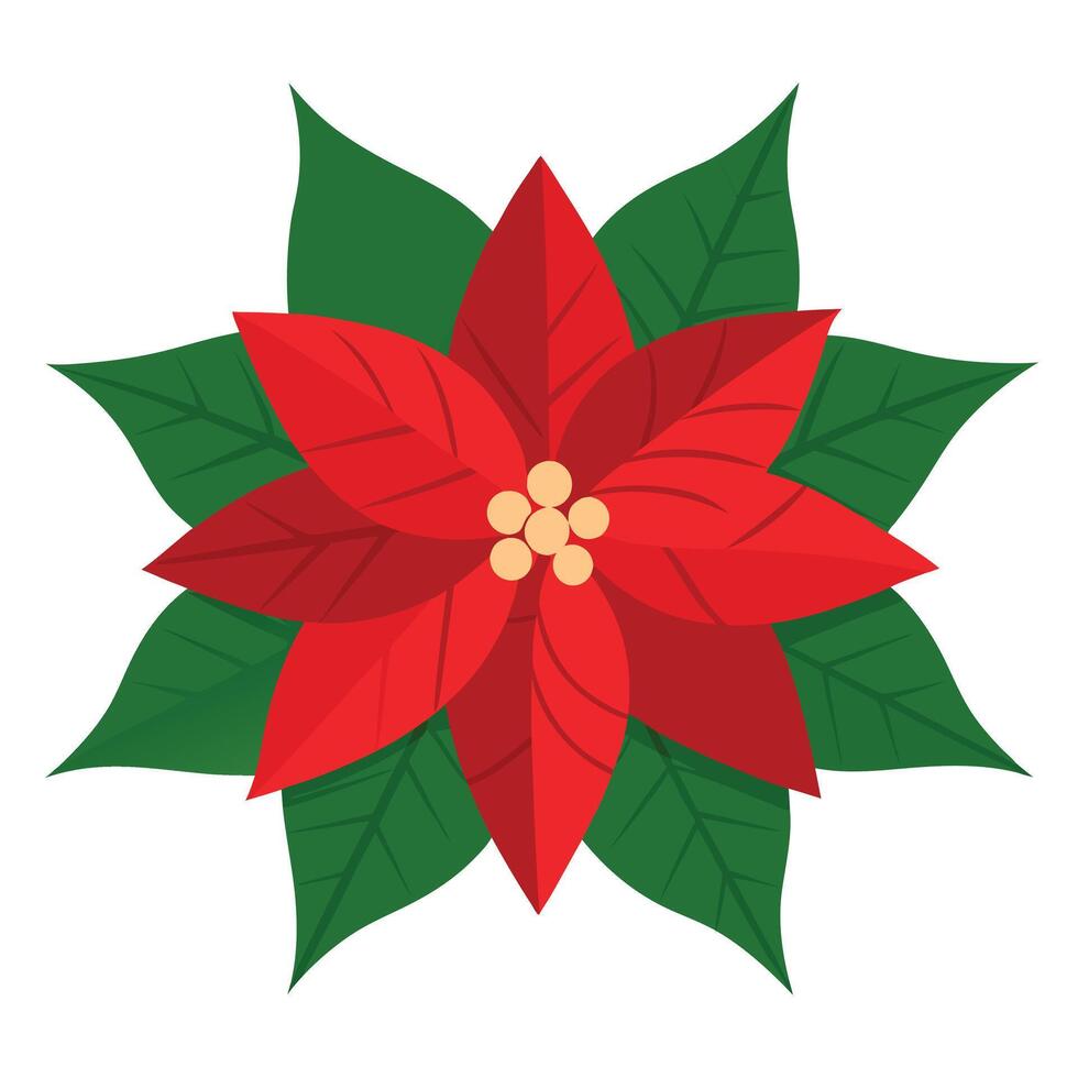 Isolated Red Poinsettia Blossom with Green Leaves, Botanical Festive Graphic vector