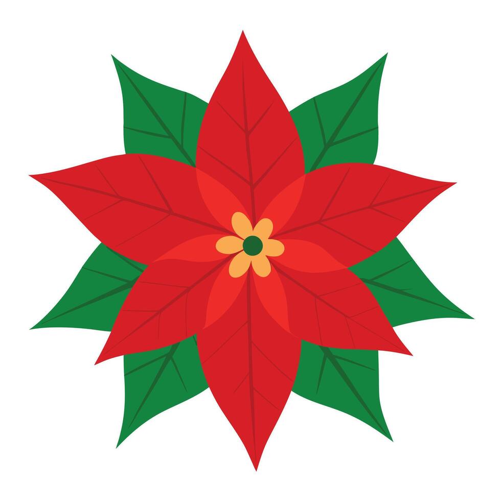 Isolated Poinsettia Flower With Red Petals and Green Leaves On White Background vector