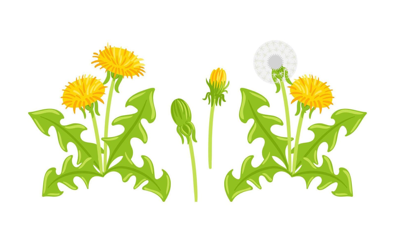 set of elements featuring dandelions in various stages, including blossoms, seed heads, and leaves. Perfect for nature-themed designs, illustrations, and seasonal projects that celebrate spring vector