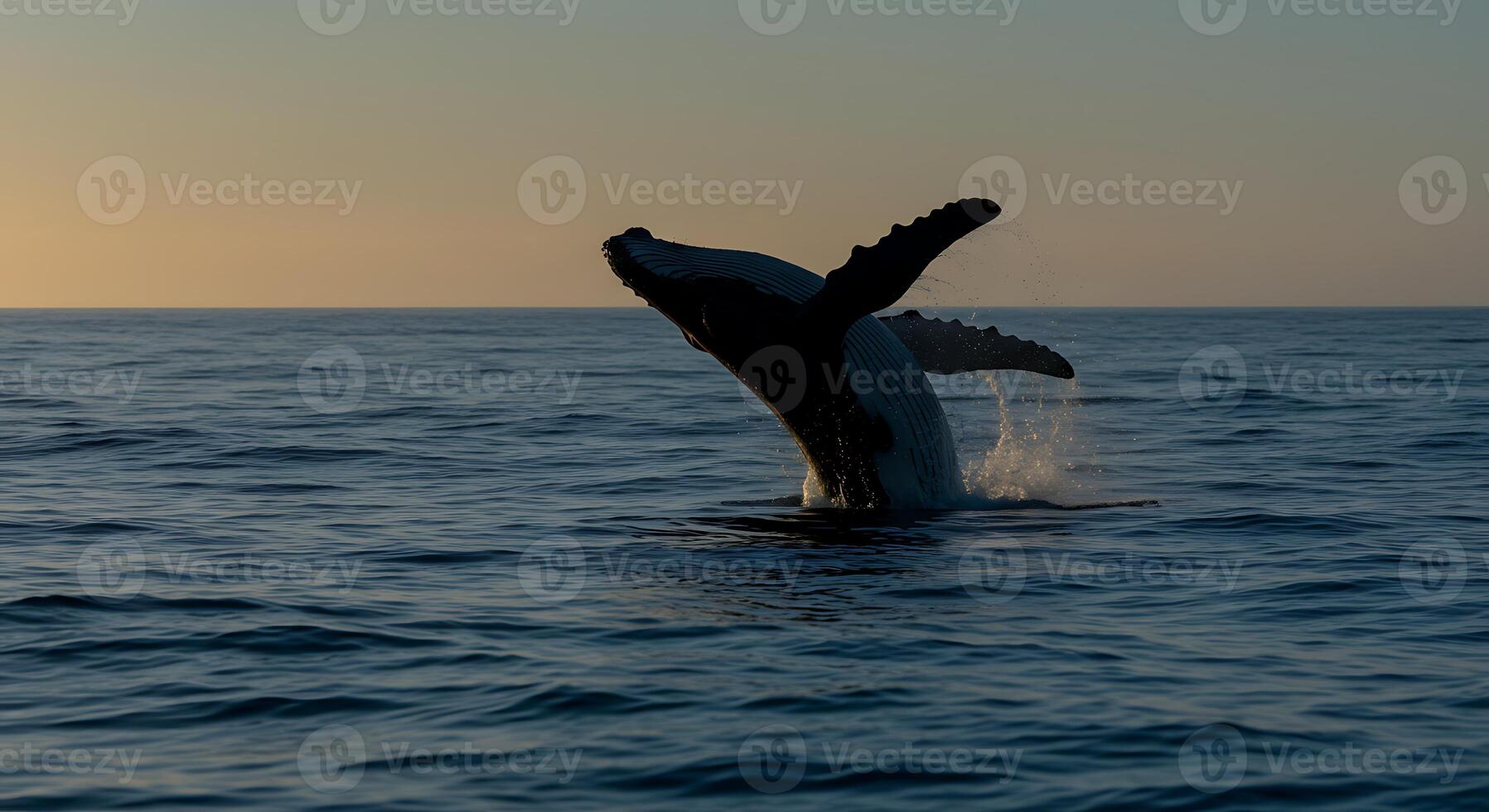 Majestic Humpback Whale Breaching at Sunset photo