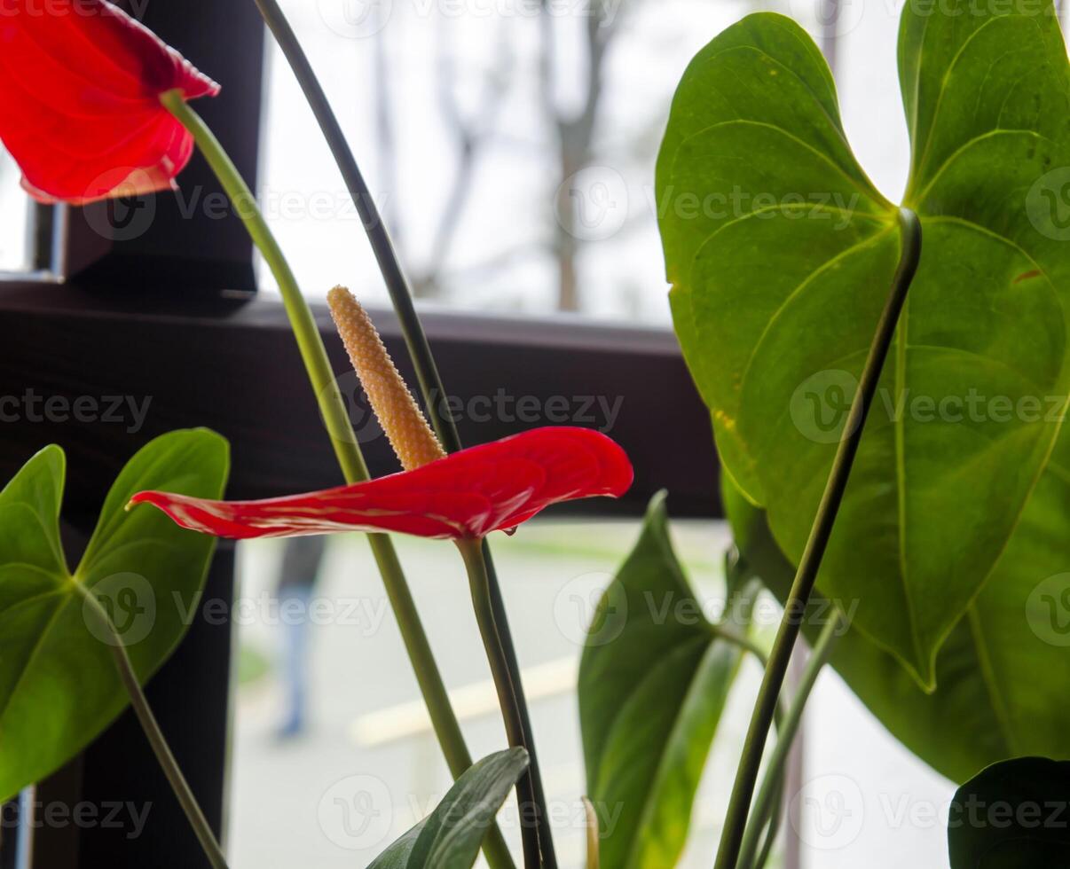 Red flowers creative background photo