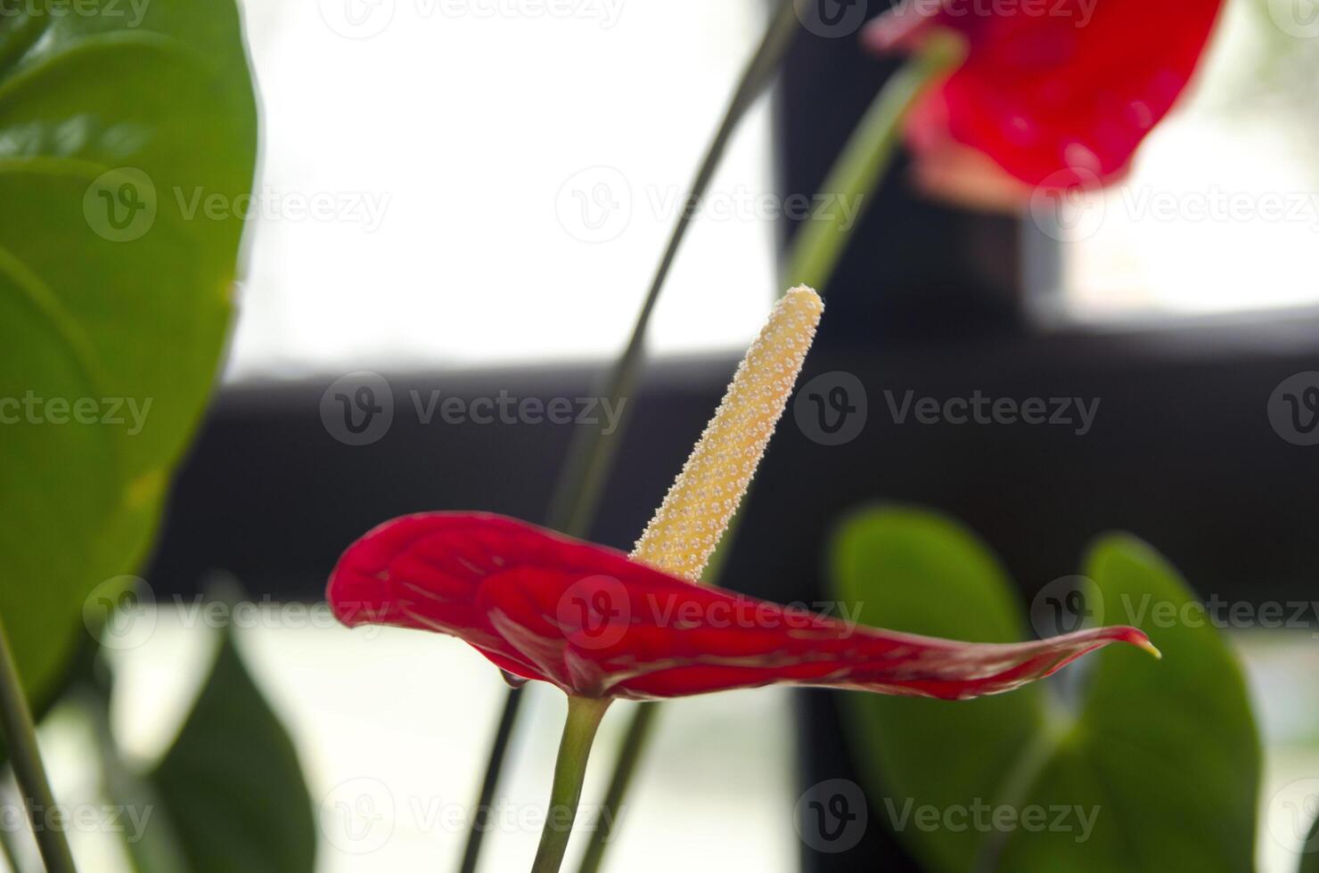 Red flower wallpaper photo
