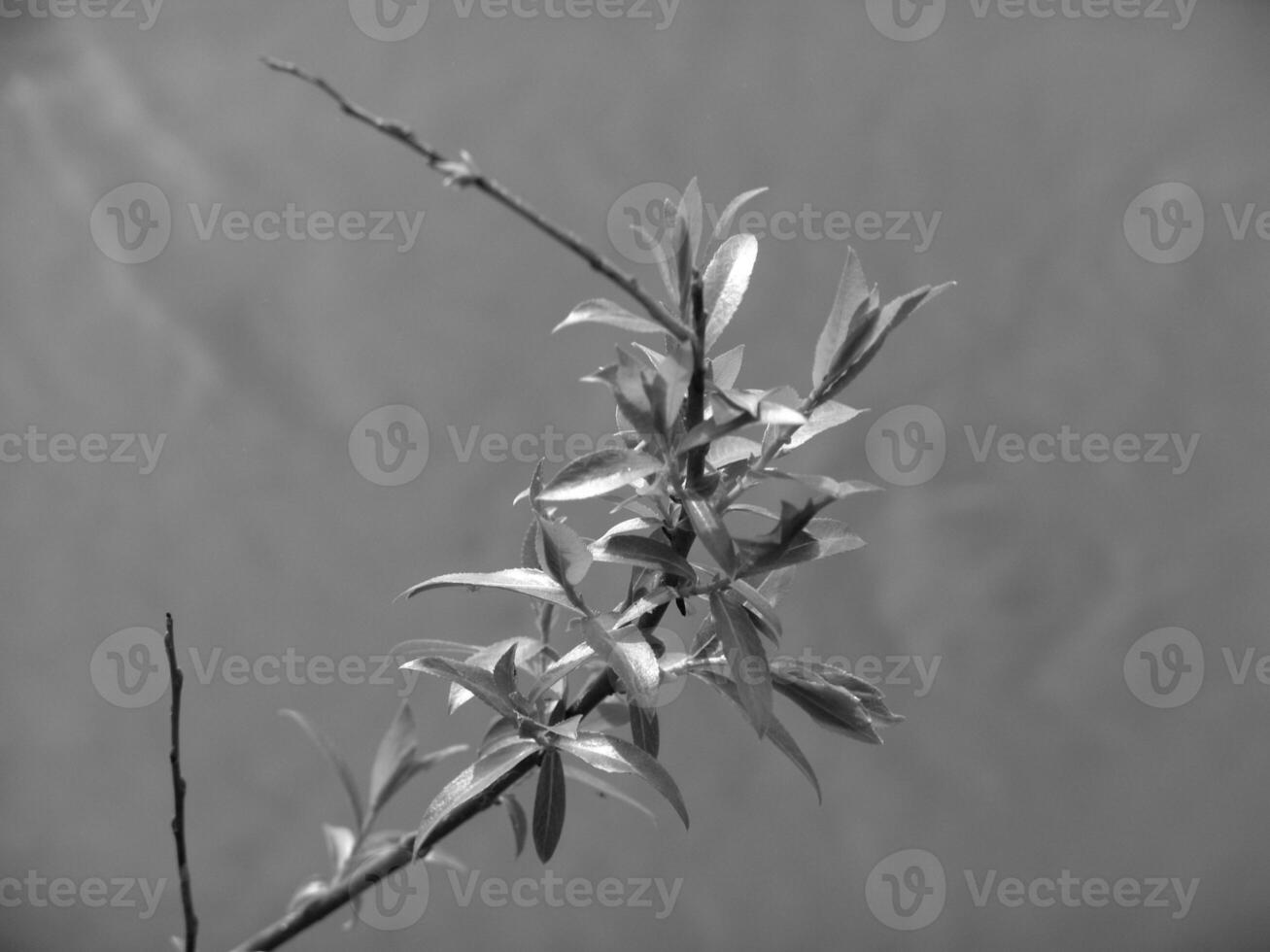 Green Spring Plants Close View Natural Background Version 147 photo