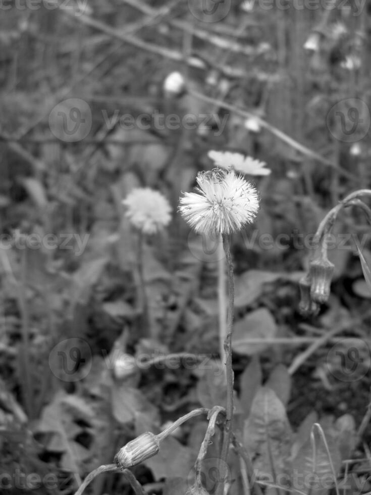 Green Spring Plants Close View Natural Background Version 139 photo