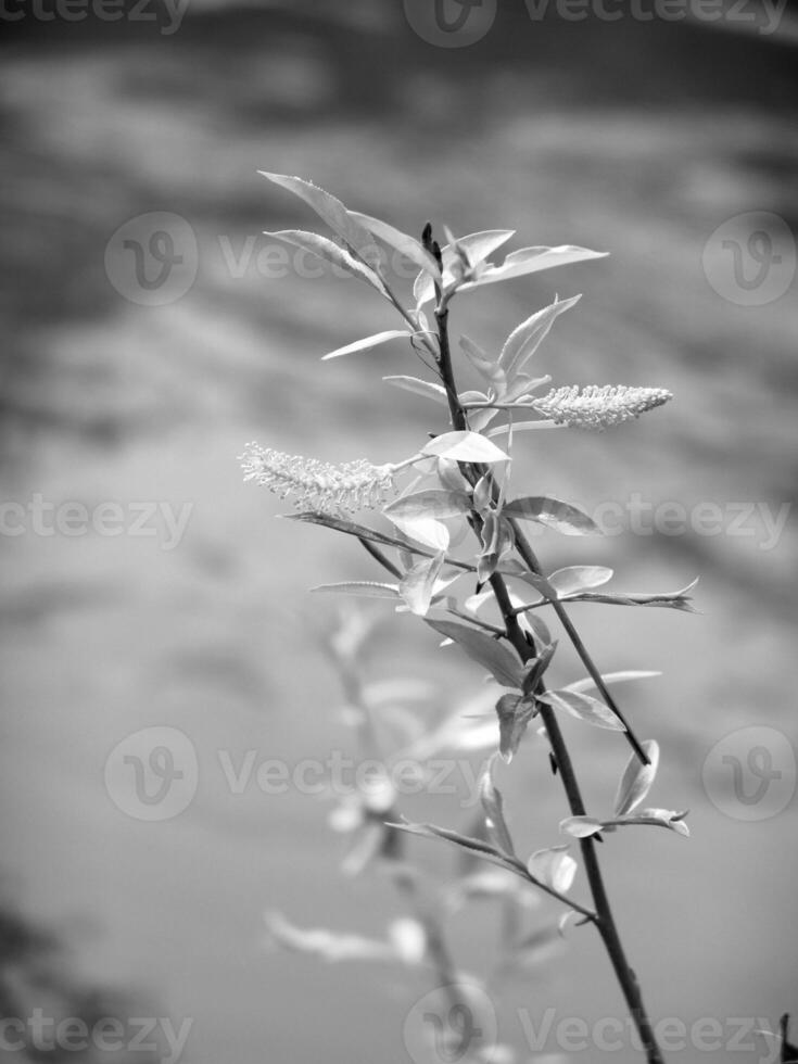 Green Spring Plants Close View Natural Background Version 145 photo