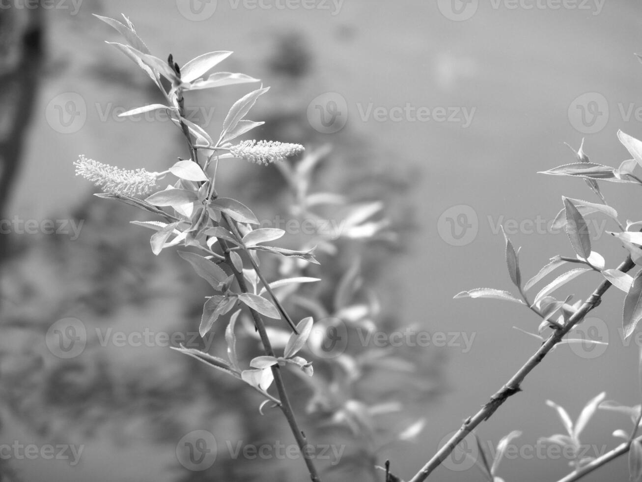 Green Spring Plants Close View Natural Background Version 144 photo