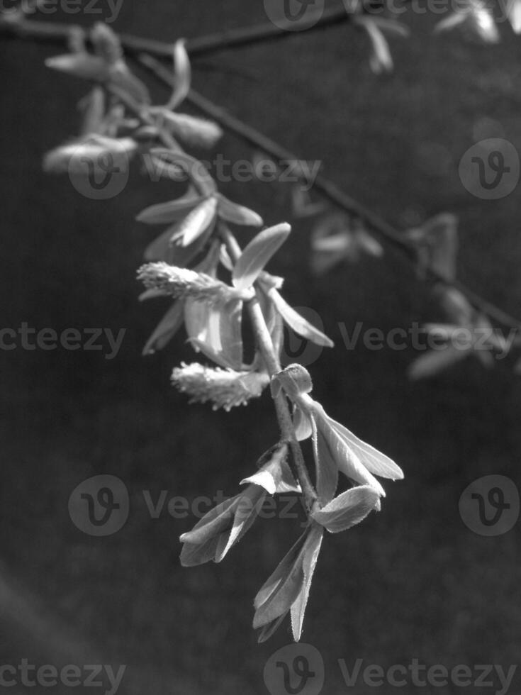 Green Spring Plants Close View Natural Background Version 129 photo