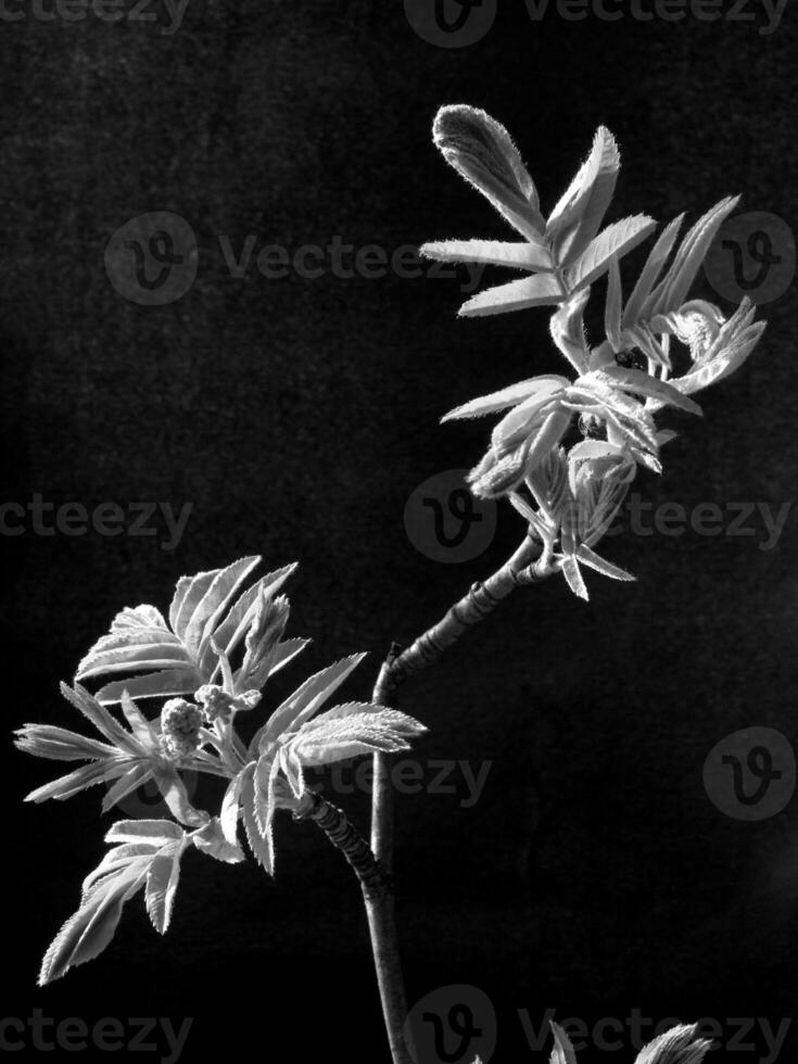 Green Spring Plants Close View Natural Background Version 126 photo