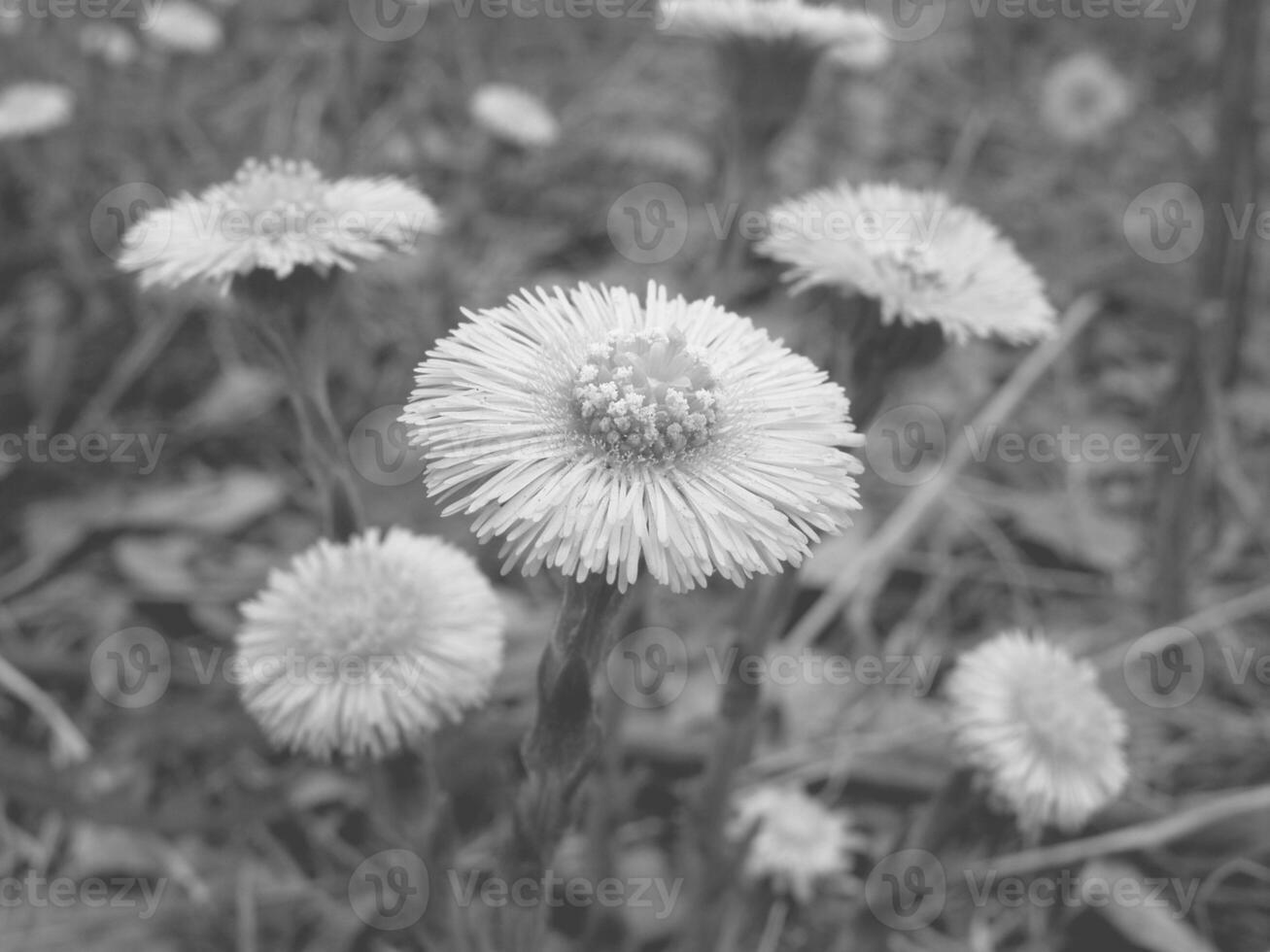 Green Spring Plants Close View Natural Background Version 131 photo