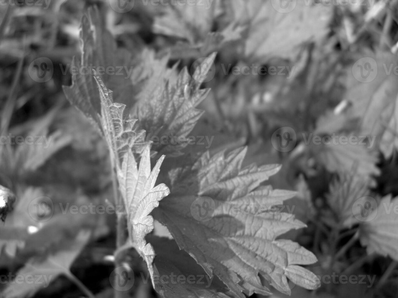 Green Spring Plants Close View Natural Background Version 140 photo