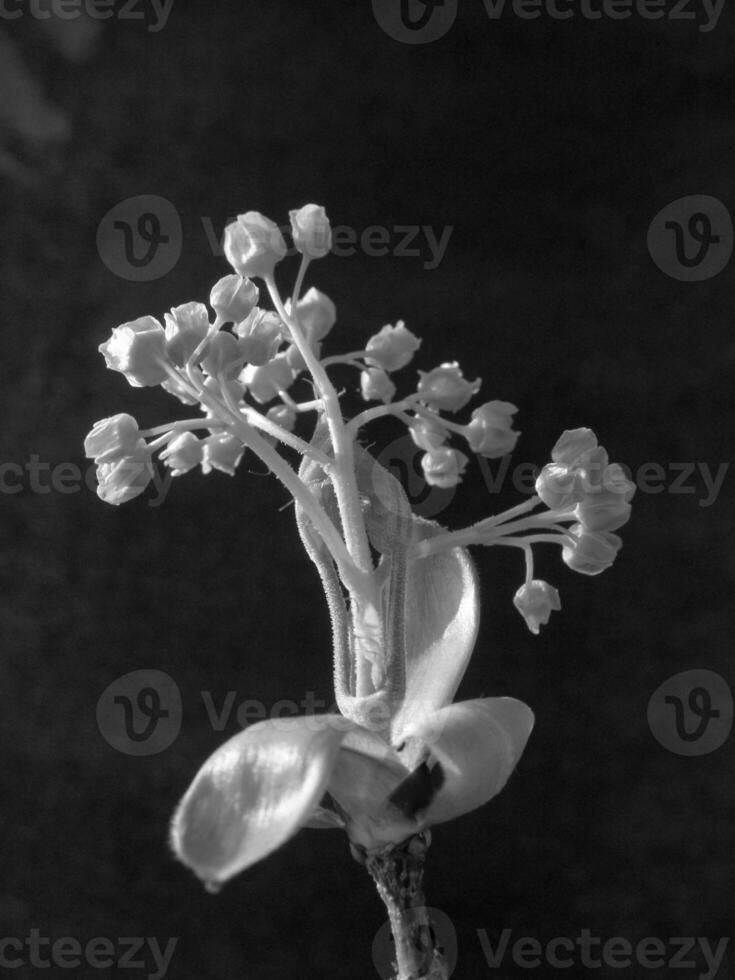 Green Spring Plants Close View Natural Background Version 229 photo