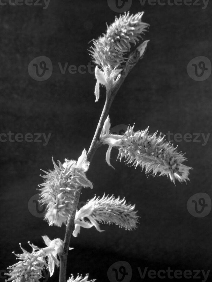 Green Spring Plants Close View Natural Background Version 237 photo