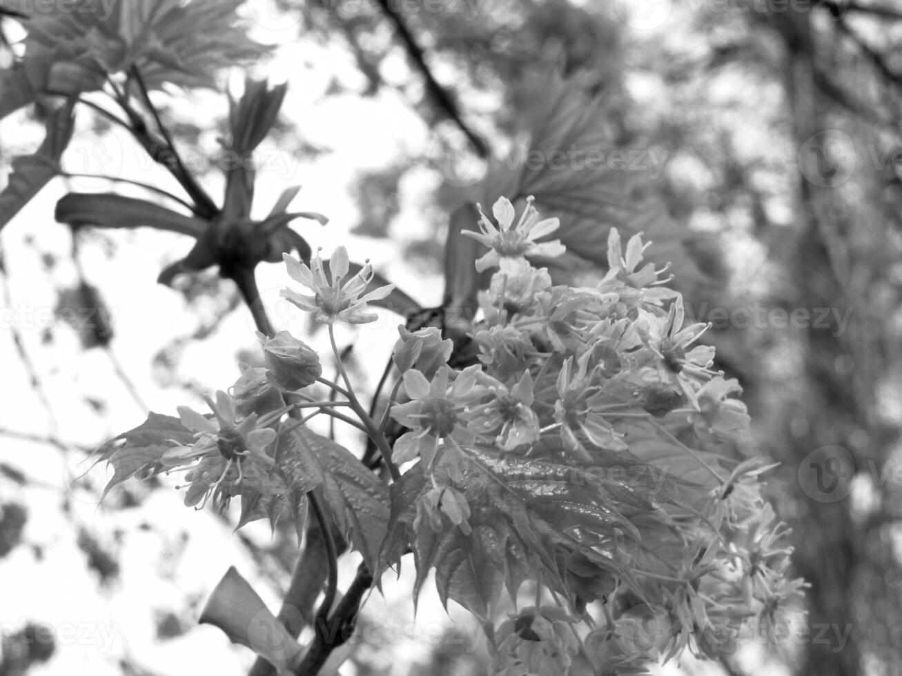 Green Spring Plants Close View Natural Background Version 171 photo