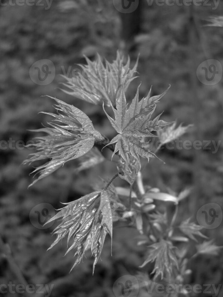 Green Spring Plants Close View Natural Background Version 214 photo