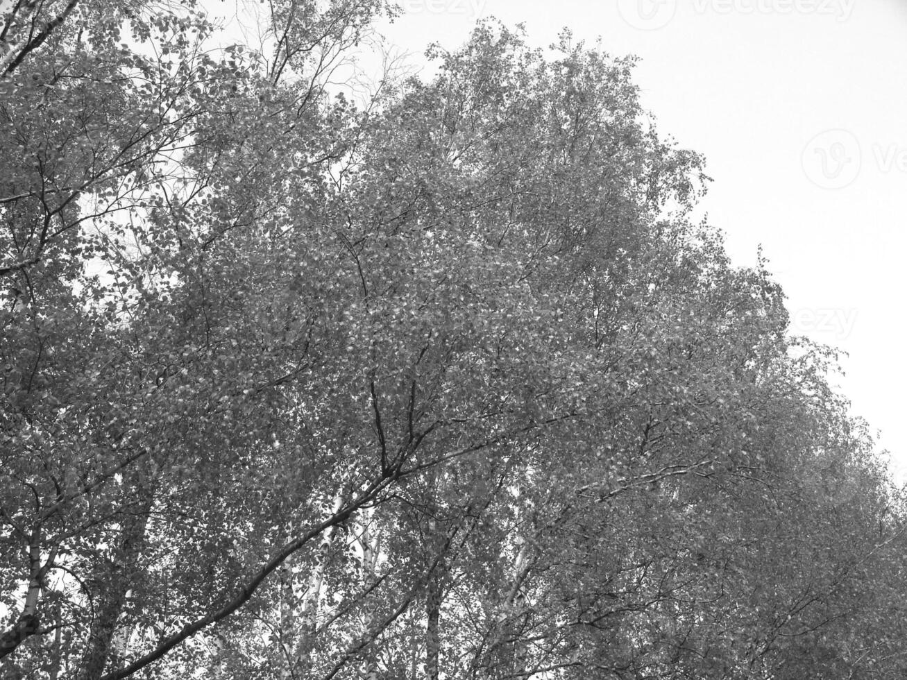 Green Spring Plants Close View Natural Background Version 199 photo