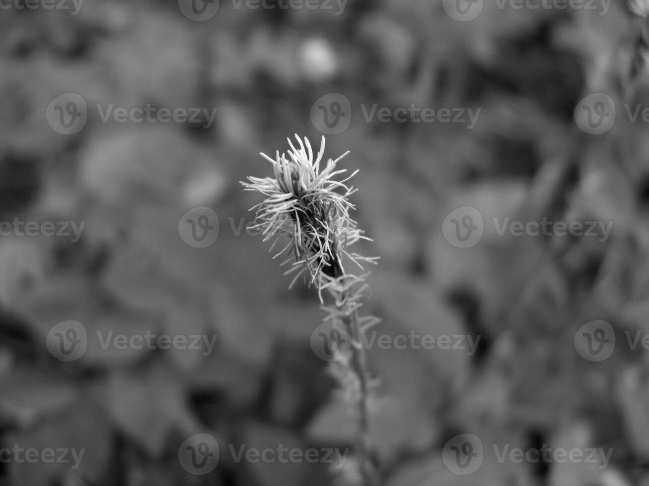 Green Spring Plants Close View Natural Background Version 220 photo