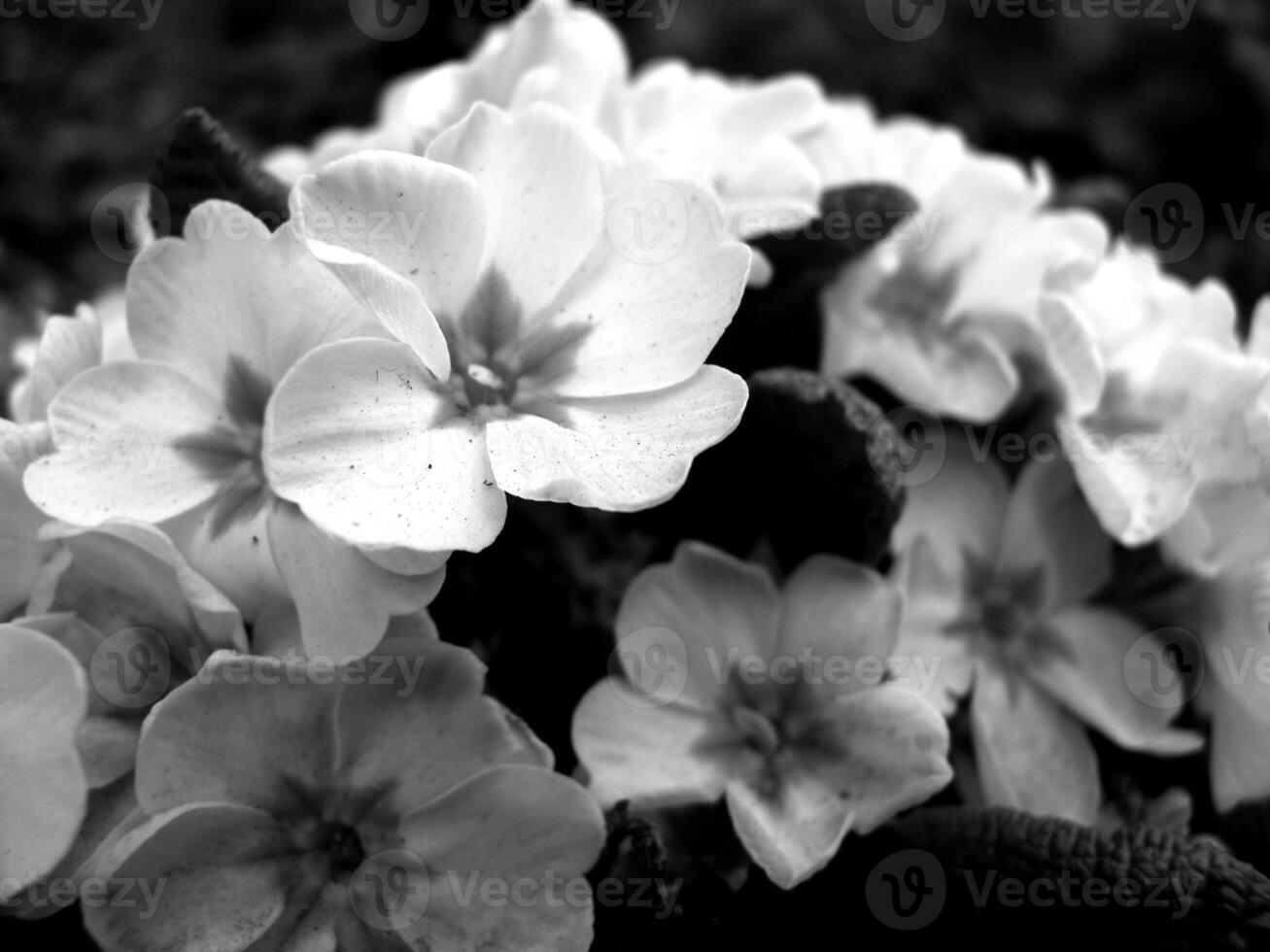 Green Spring Plants Close View Natural Background Version 242 photo