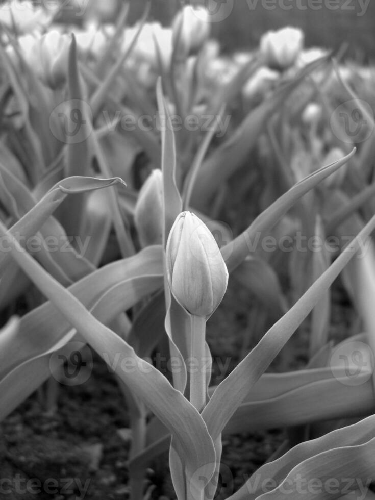 Green Spring Plants Close View Natural Background Version 201 photo
