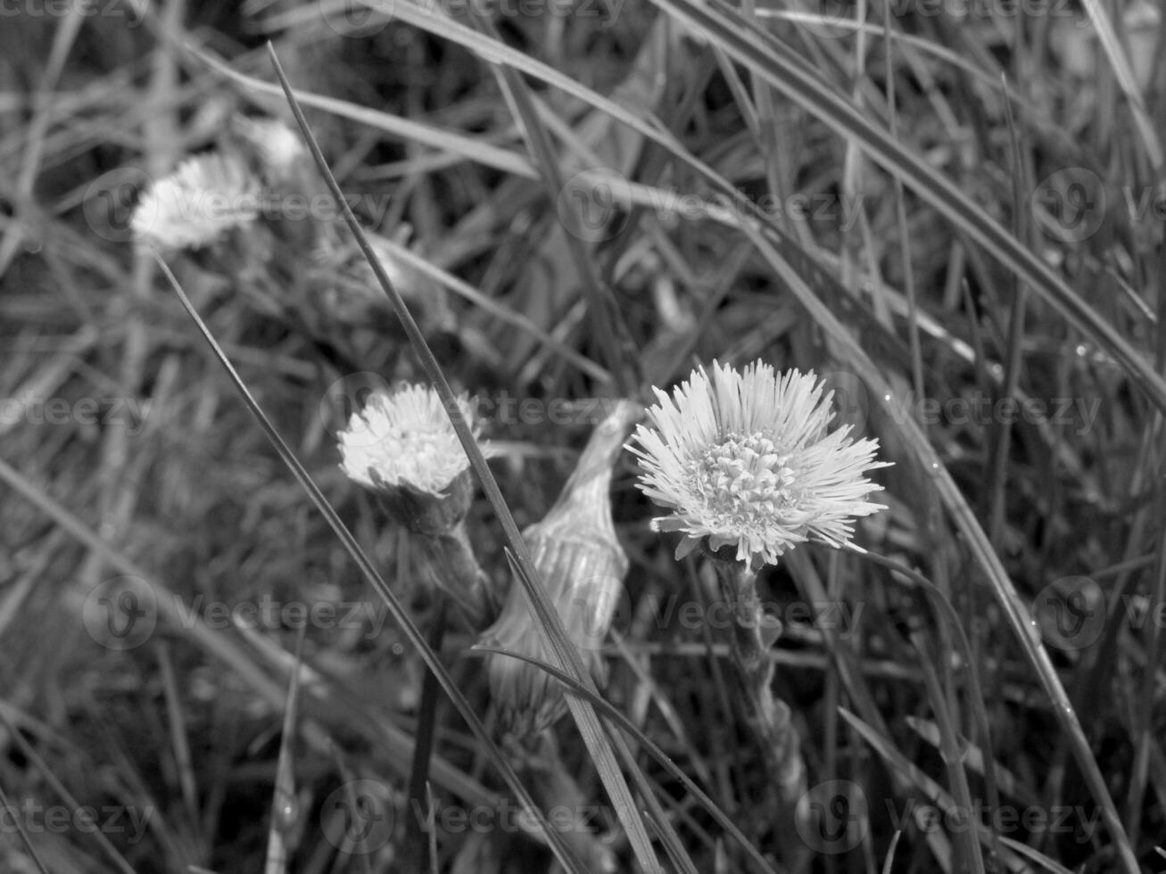 Green Spring Plants Close View Natural Background Version 164 photo