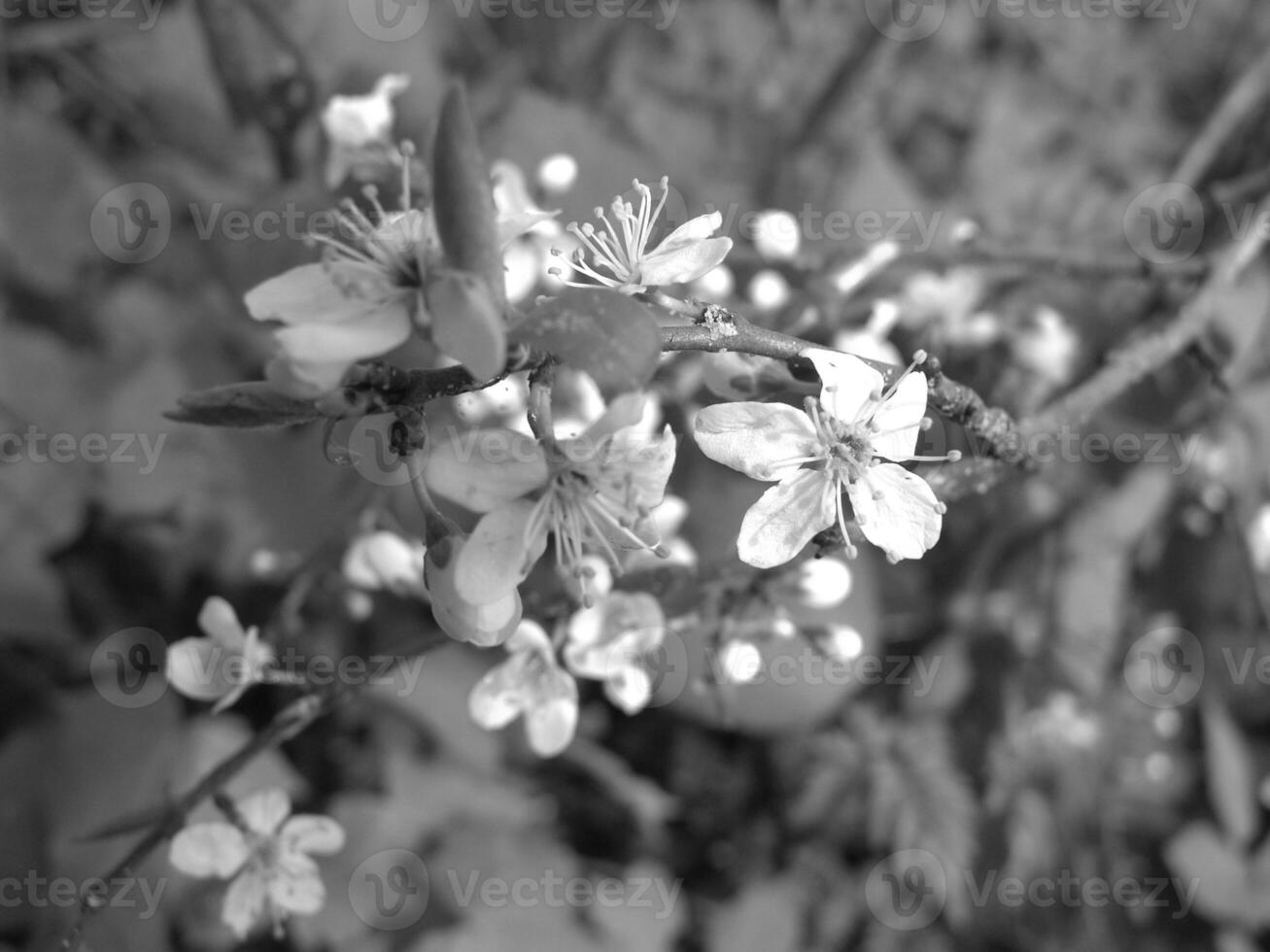Green Spring Plants Close View Natural Background Version 178 photo