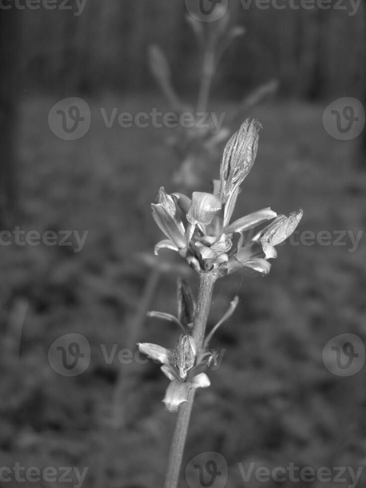 Green Spring Plants Close View Natural Background Version 213 photo