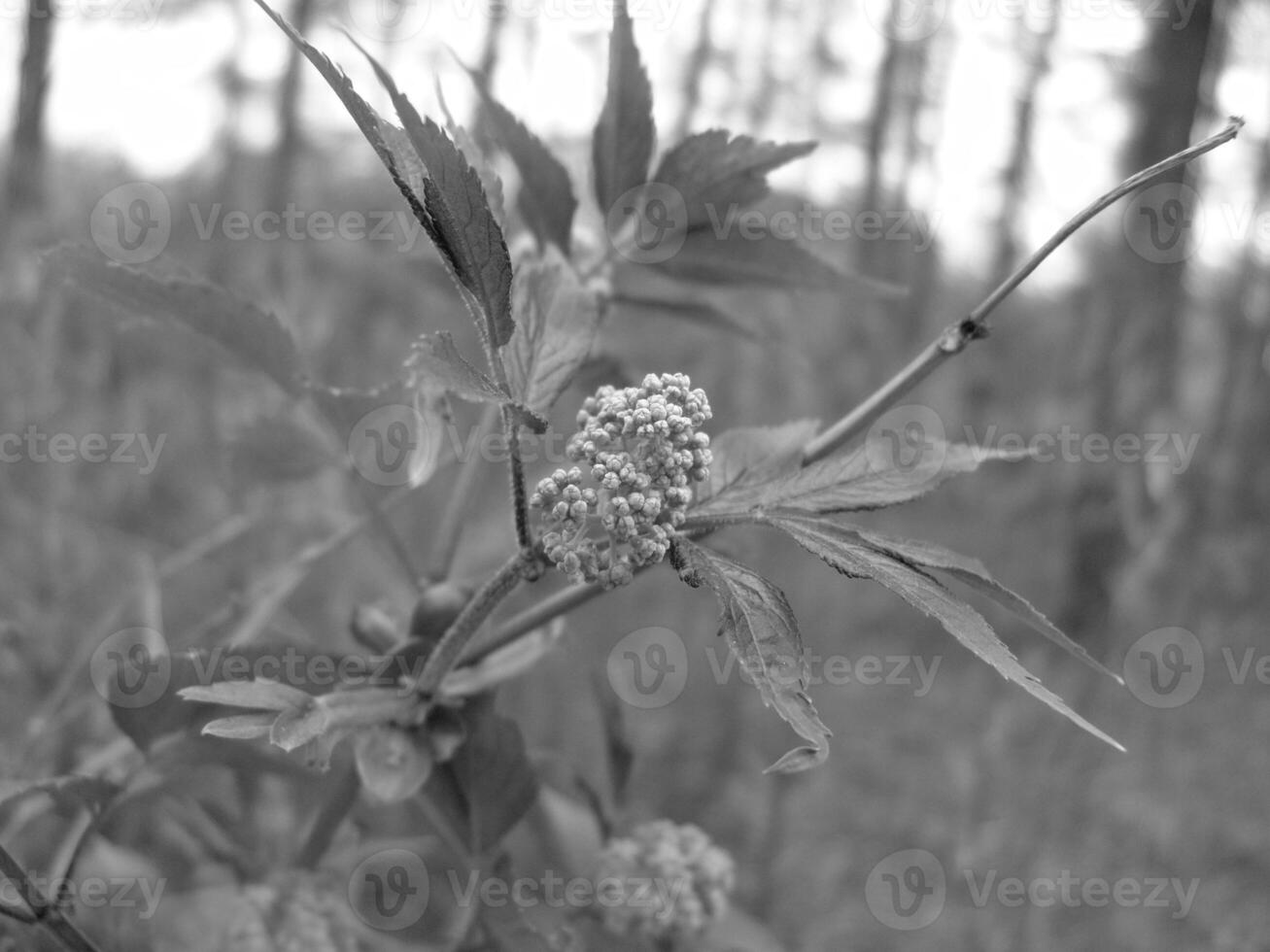 Green Spring Plants Close View Natural Background Version 236 photo