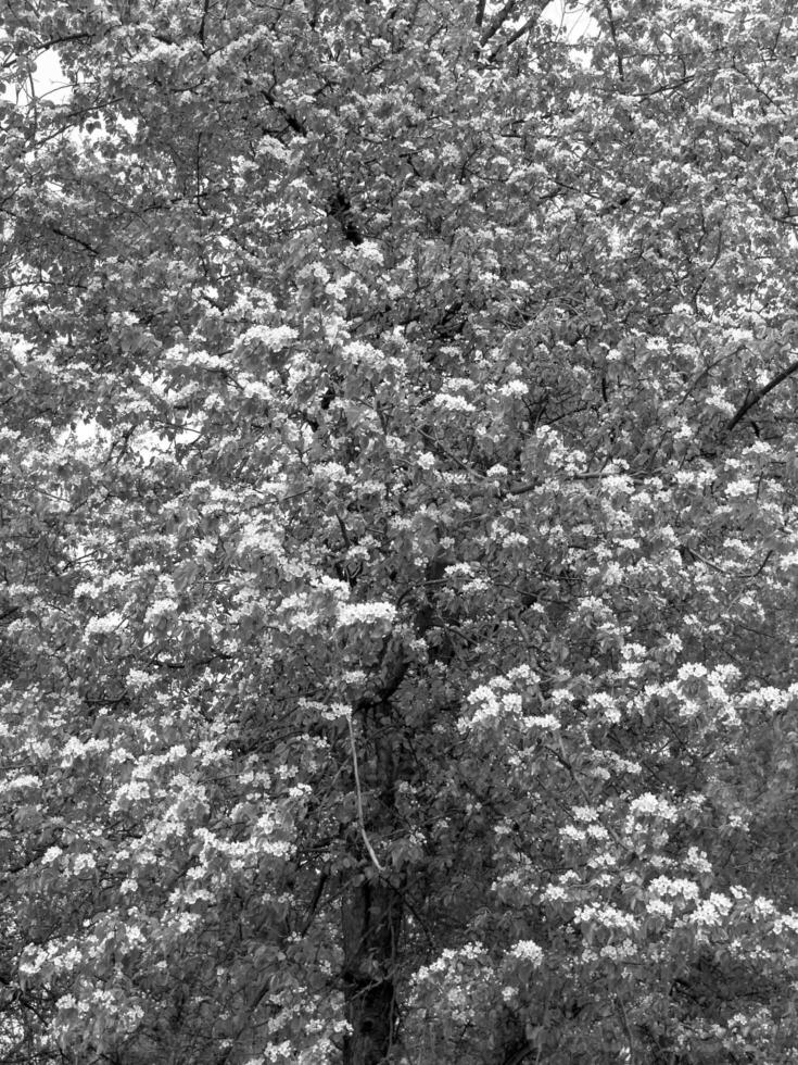 Green Spring Plants Close View Natural Background Version 184 photo