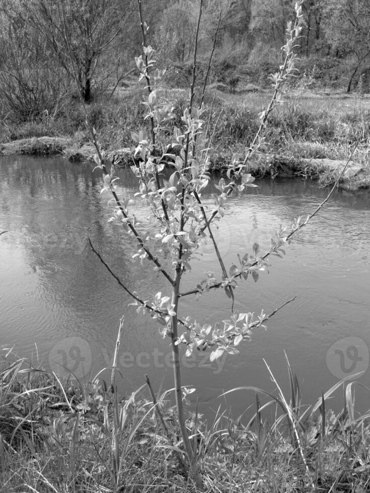 Green Spring Plants Close View Natural Background Version 180 photo