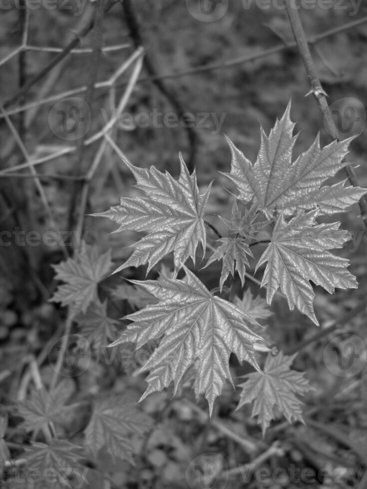Green Spring Plants Close View Natural Background Version 215 photo